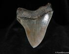 Beautiful Collector Grade Inch Megalodon Tooth #76-2